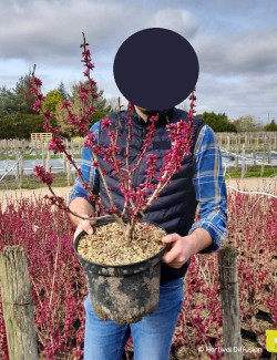 CERCIS chinensis AVONDALE En pot de 10-12 litres