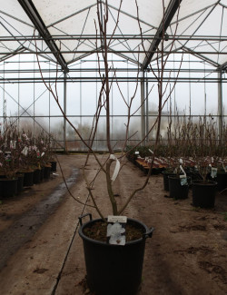 MAGNOLIA denudata DOUBLE DIAMOND En pot de 30-35 litres