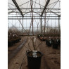 MAGNOLIA denudata DOUBLE DIAMOND En pot de 30-35 litres