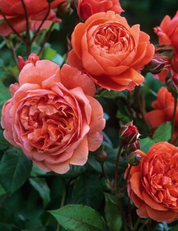 ROSIER DAVID AUSTIN SUMMER SONG