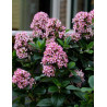 ESCALLONIA laevis PINK ELLE