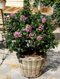 ESCALLONIA laevis PINK ELLE