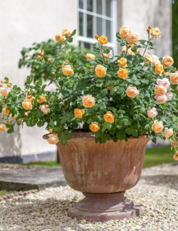 ROSIER DAVID AUSTIN ROALD DALH