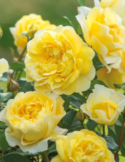 ROSIER DAVID AUSTIN THE POET'S WIFE