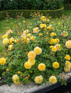 ROSIER DAVID AUSTIN THE POET'S WIFE