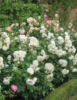 ROSIER DAVID TRANQUILITY