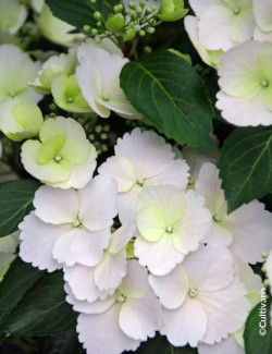 HYDRANGEA RUNAWAY BRIDE