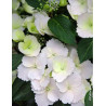 HYDRANGEA RUNAWAY BRIDE