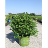 HYDRANGEA RUNAWAY BRIDE En pot de 15-20 litres