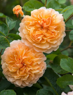 ROSIER DAVID AUSTIN PORT SUNLIGHT