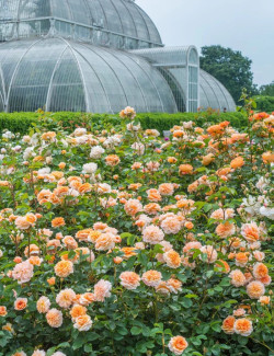 ROSIER DAVID AUSTIN PORT SUNLIGHT