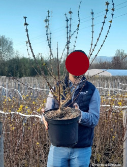 FORSYTHIA intermedia LYNWOOD GOLD En pot de 10-12 litres