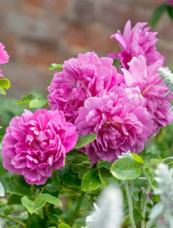 ROSIER DAVID AUSTIN PRINCESS ANNE