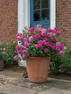 ROSIER DAVID AUSTIN PRINCESS ANNE