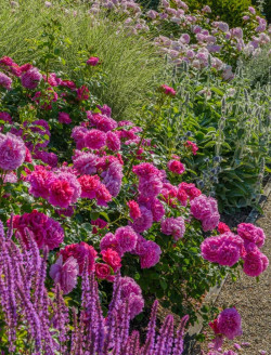 ROSIER DAVID AUSTIN PRINCESS ANNE