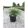 THUJA plicata WHIPCORD En pot de 7-10 litres