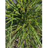THUJA plicata WHIPCORD
