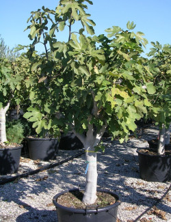 FIGUIER  En pot de 70-90-110 litres forme tige hauteur de tronc 90-110 cm