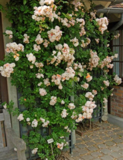 ROSIER GHISLAINE DE FÉLIGONDE