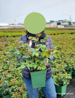 ROSIER DAVID AUSTIN GERTRUDE JEKYLL En pot de 5-7 litres