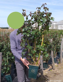 ROSIER DAVID AUSTIN WOLLERTON OLD HALL En pot de 5-7 litres