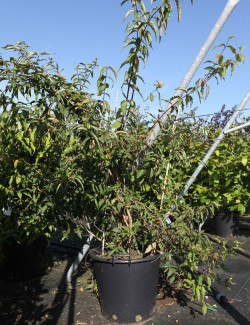 DIPELTA yunnanensis En pot de 50-70 litres