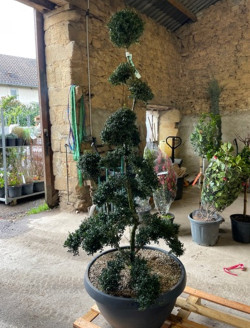 Bonsaï de jardin - ILEX crenata KINME  En pot de 35-50 litres hauteur 160-180 cm