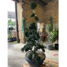 Bonsaï de jardin - ILEX crenata KINME  En pot de 35-50 litres hauteur 160-180 cm