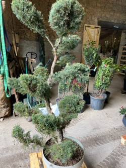 Topiaire (Plante taillée)- JUNIPERUS media Pfitzeriana GLAUCA (Genévrier bleu de Pfitzer)