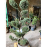 Topiaire (Plante taillée)- JUNIPERUS media Pfitzeriana GLAUCA (Genévrier bleu de Pfitzer)