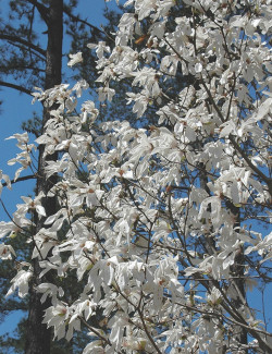 MAGNOLIA WADA'S MEMORY