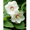 MAGNOLIA sieboldii