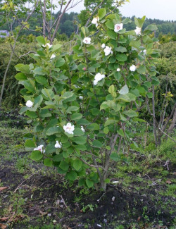 MAGNOLIA sieboldii