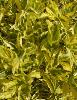 SAMBUCUS nigra MADONNA