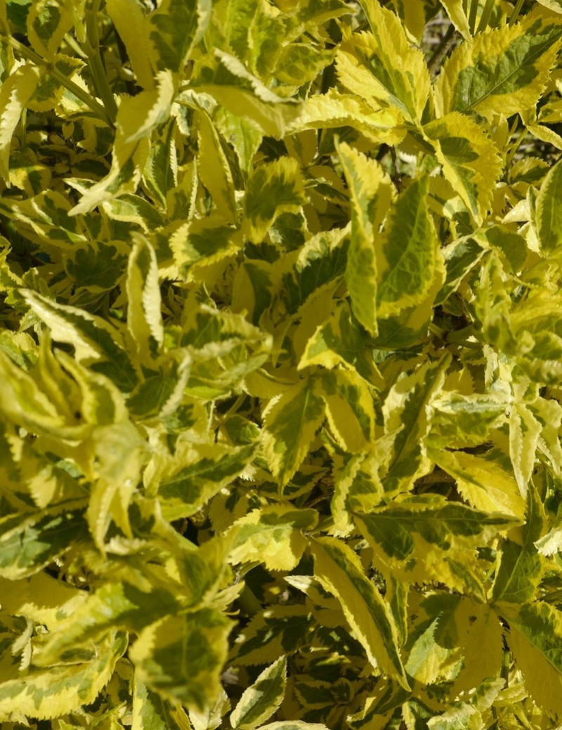 SAMBUCUS nigra MADONNA