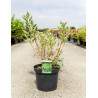 SAMBUCUS nigra MADONNA En pot de 10-12 litres forme buisson