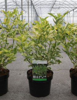 SAMBUCUS nigra MADONNA En pot de 3-4 litres forme buisson