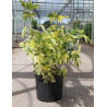 SAMBUCUS nigra MADONNA En pot de 10-12 litres forme buisson
