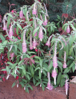 ROSTRINUCULA dependens HAPPY CASCADE