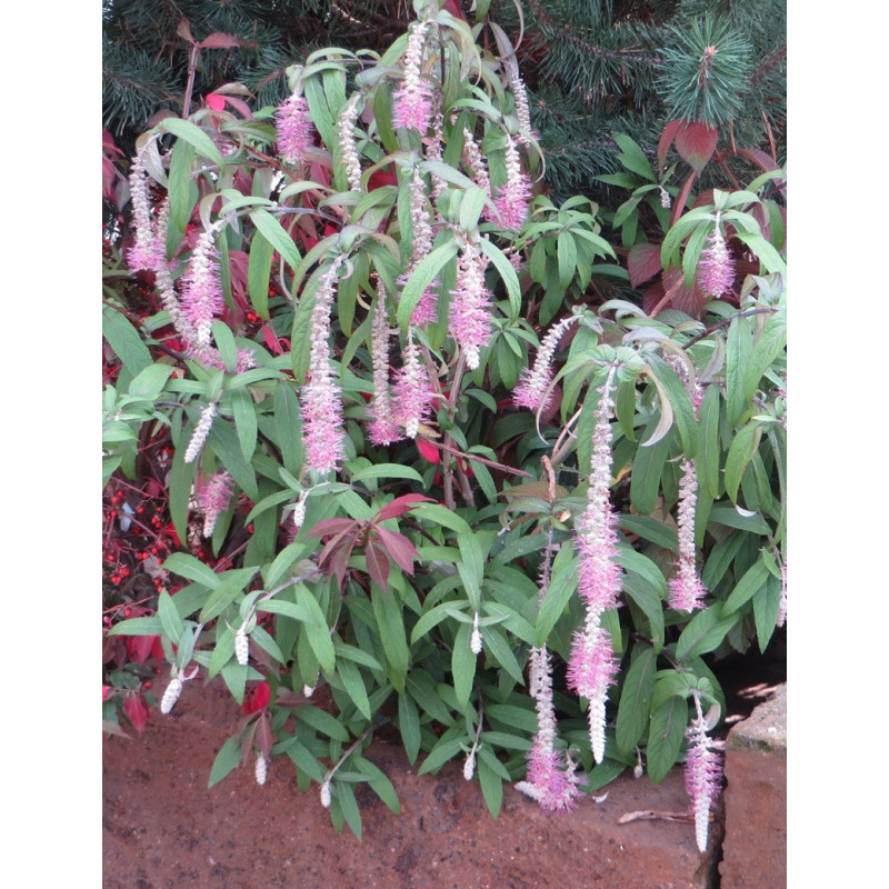 ROSTRINUCULA dependens HAPPY CASCADE