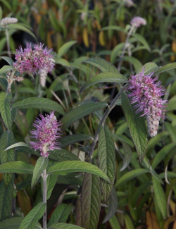 ROSTRINUCULA dependens HAPPY CASCADE