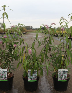 ROSTRINUCULA dependens HAPPY CASCADE En pot de 3-4 litres