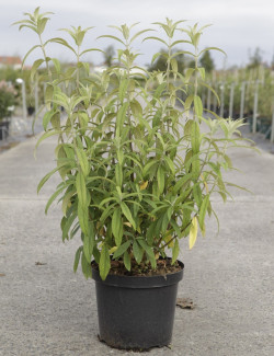 ROSTRINUCULA dependens HAPPY CASCADE En pot de 10-12 litres