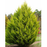 CUPRESSUS macrocarpa GOLDCREST