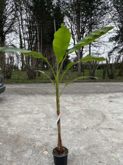 MUSA basjoo En pot de 10-12 litres