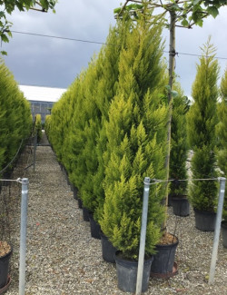 CUPRESSUS macrocarpa GOLDCREST