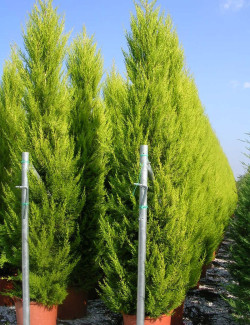 CUPRESSUS macrocarpa GOLDCREST