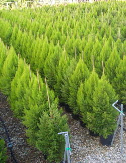 CUPRESSUS macrocarpa GOLDCREST