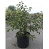 MALUS toringo TINA En pot de 15-20 litres forme buisson