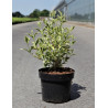 WEIGELA WHITE LIGHTNING En pot de 3-4 litres